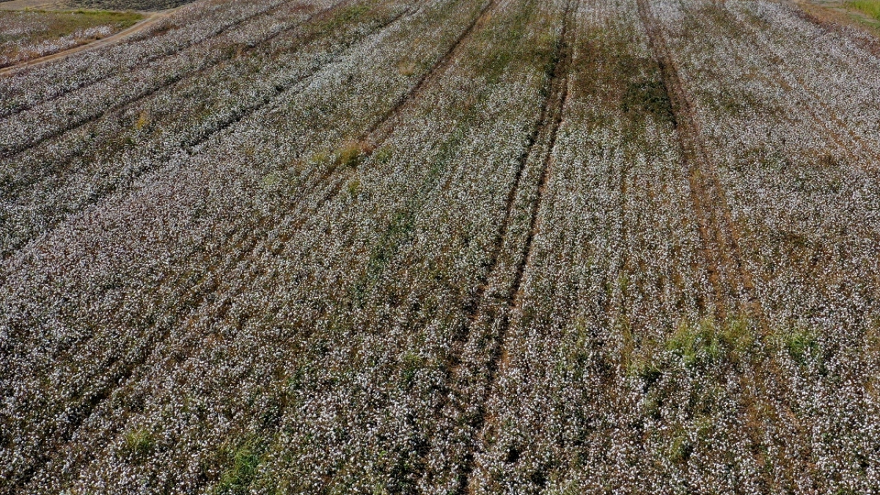 Tarımda oldukça zengin ürün çeşitliliğine sahip Antalya`da, beyaza bürünen tarlalarda pamuk hasadı heyecanı yaşanıyor.
