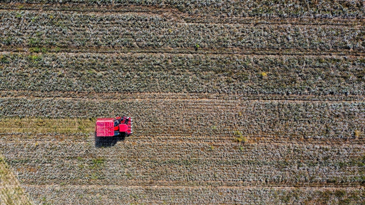 Turizmin başkenti olarak nitelendirilen Antalya, yaş sebze ve meyve üretiminde de söz sahibi konumunda bulunuyor. 