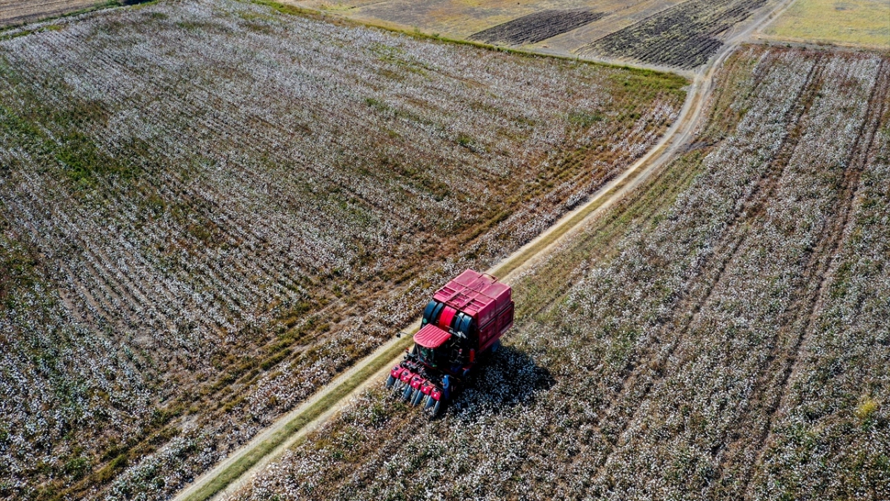 Çiftçilerin ekim yaptığı ürünler arasında pamuk da yer alıyor. 