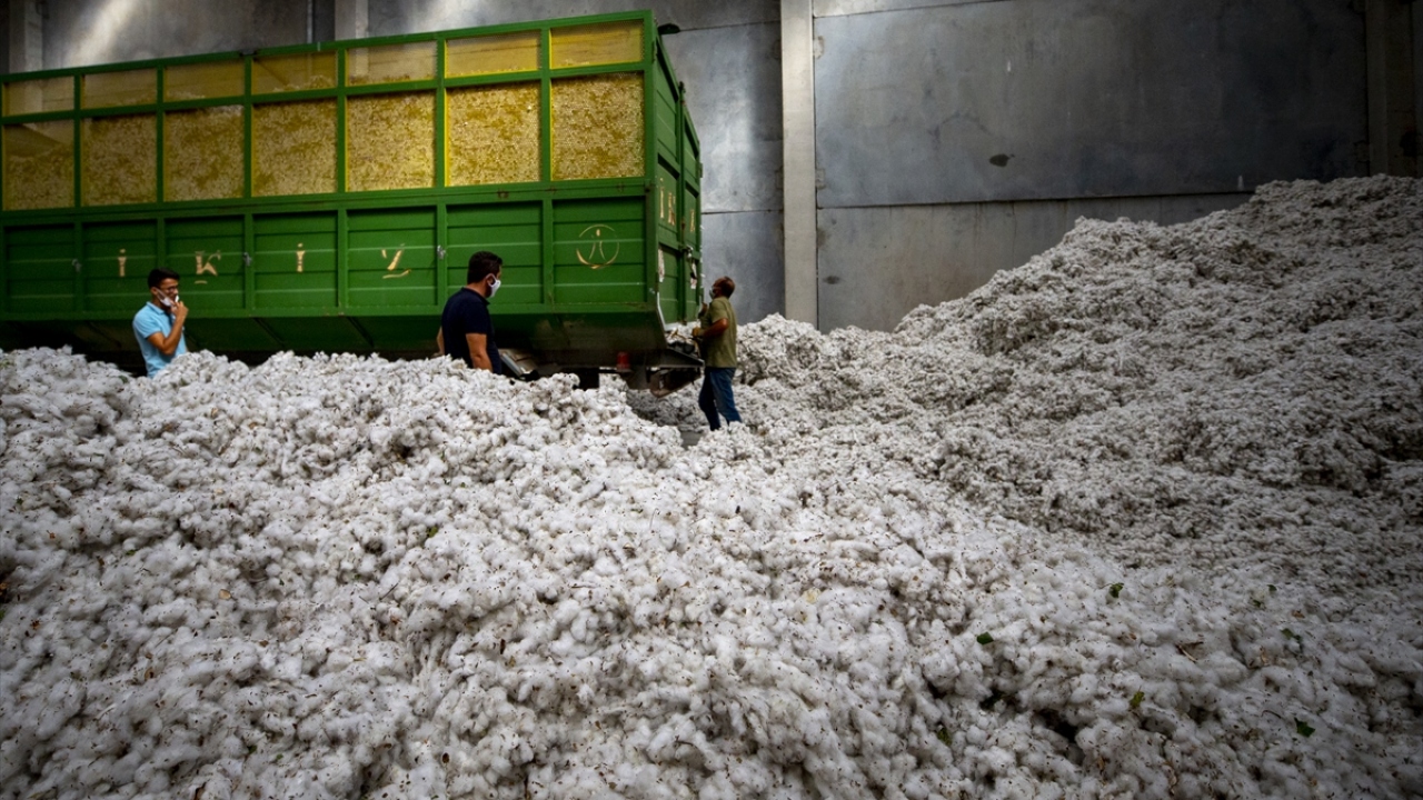 Yıldız, pamuk toplama işlemlerinin ay sonuna kadar devam edeceğini söyledi. 
