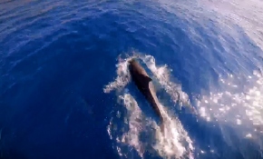 Tur teknesine eşlik eden yunuslar kamerada