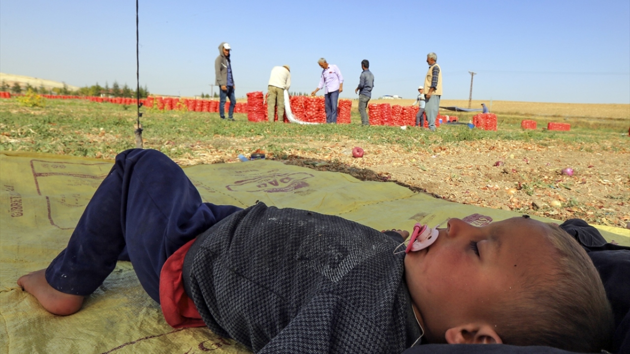 Bölgede tarımsal faaliyetler genellikle Şanlıurfa ve çevre illerden gelen mevsimlik tarım işçileri tarafından yapılıyor.