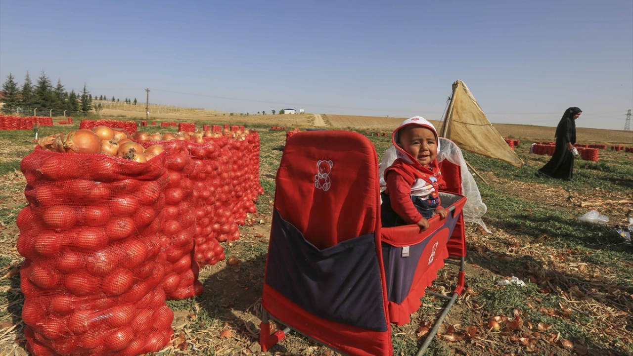 İlkbahar mevsimi sonlarında Çokören köyüne gelen aileler zorlu şartlarda 6 ay çadırlarda kalıyorlar. 