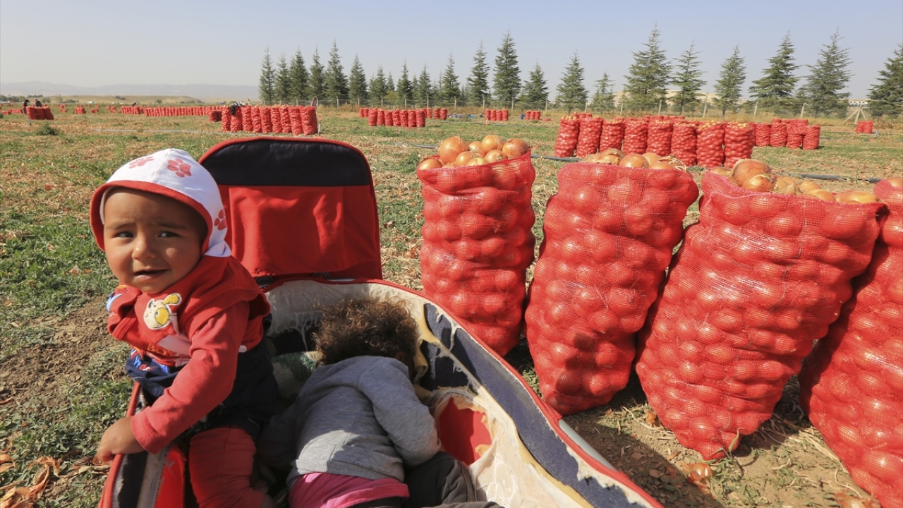 Sabahın erken saatlerinden itibaren kaldıkları çadırlardan çocuklarıyla birlikte yola çıkan işçiler, soğan tarlalarında akşama kadar ter döküyor.