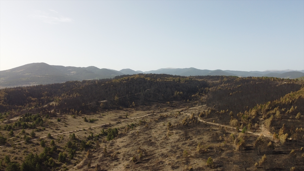 Bölgenin yeşillendirilmesi için gerekli ortamın sağlanmasının ardından 2021 yılının bahar aylarında ağaçlandırma çalışması yapılacak. 