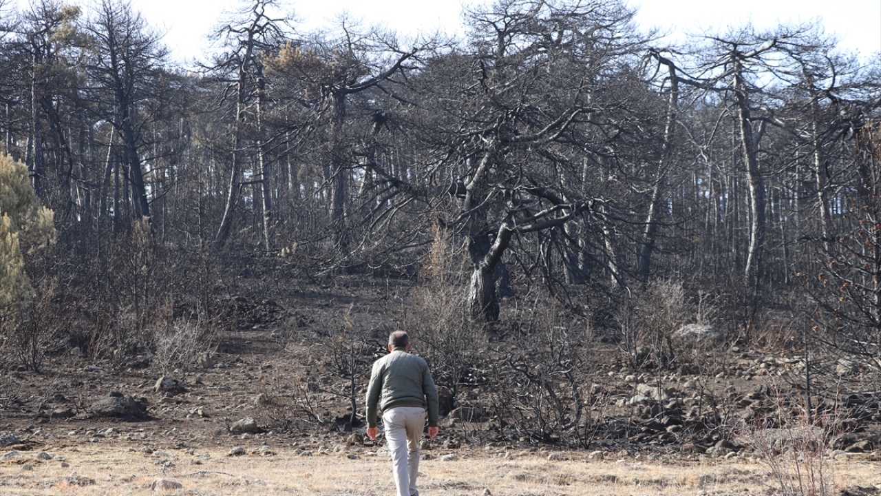 Ağaçlandırma çalışmasının 2021 yılının sonbaharında tamamlanması hedefleniyor.