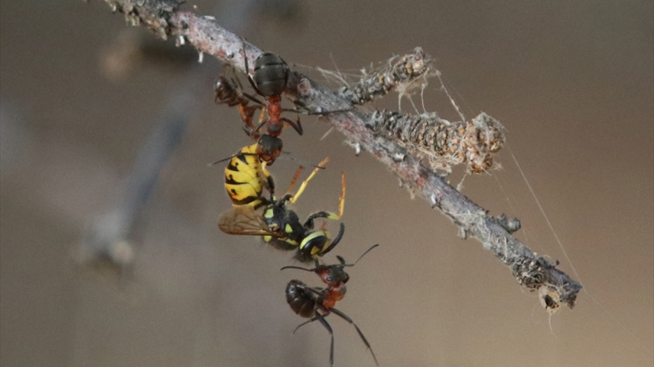 Boyuna göre böcekler arasında en büyük beyne sahip kırmızı karıncalar, toprağın havalandırılması ve besin döngüsüne de katkı sağlıyor. 
