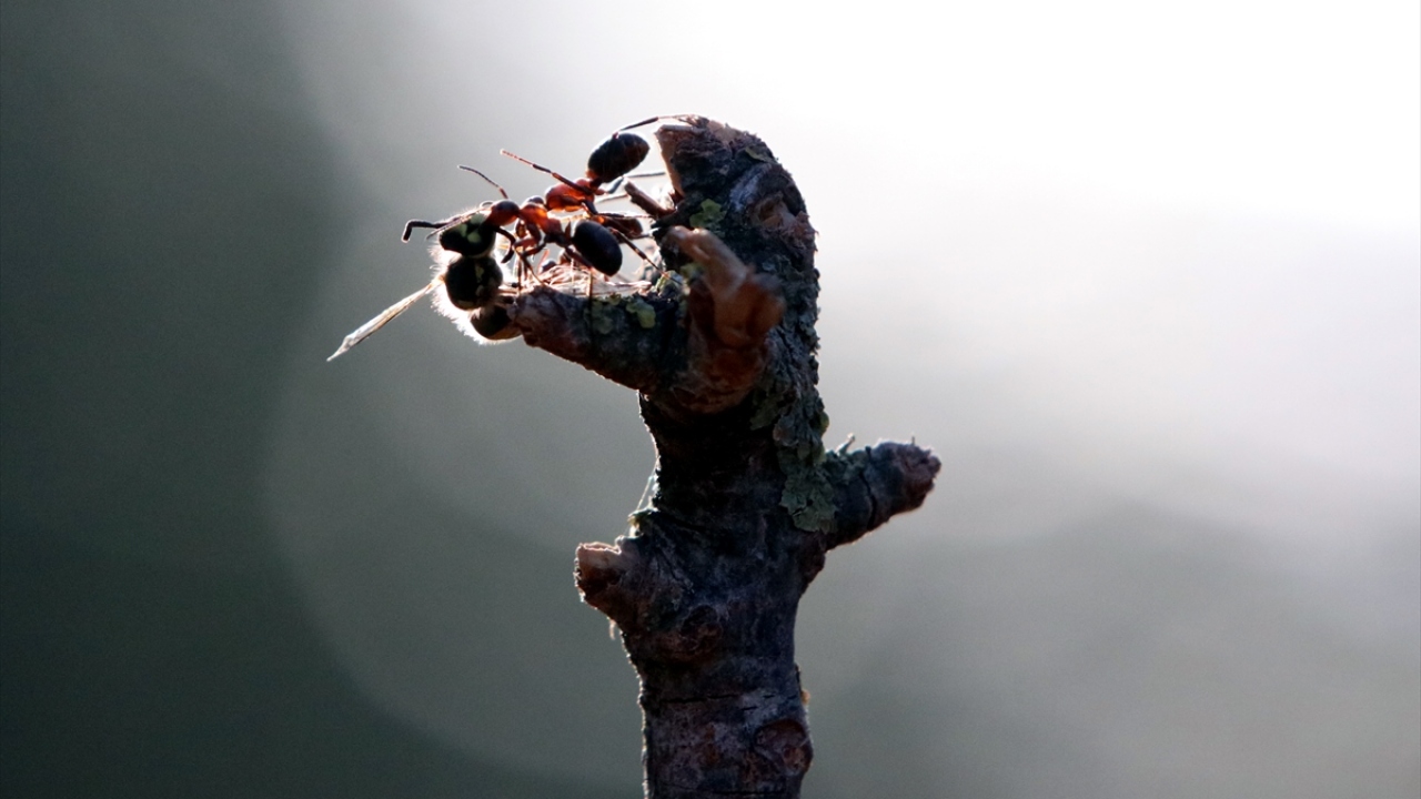 Kendi ağırlığının 100 katını kaldırabilen bu karıncalar, ağaçlardaki zararlı böcekleri, larvaları ve tırtılları, salgıladığı formik asitle etkisiz hale getirerek yuvasına taşıyor.