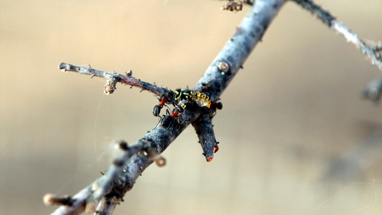 Trakya ormanlarında bulunan ve bilimsel adı "Formica pratensis" olan kırmızı orman karıncaları, toprak yüzeyine 1 metreyi bulan yuvalar yapıyor.  