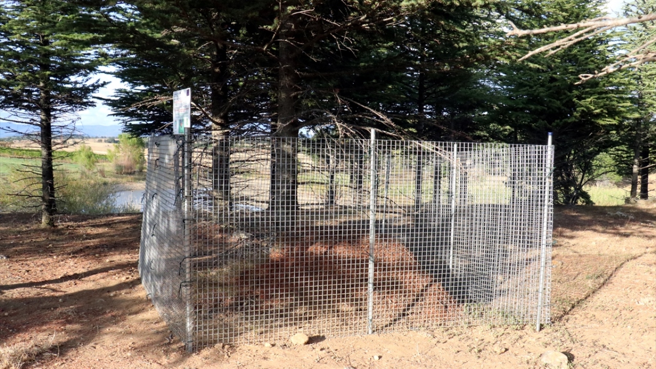 Bir kırmızı karınca, yılda ortalama 20 bin zararlı orman böceği avlıyor. 