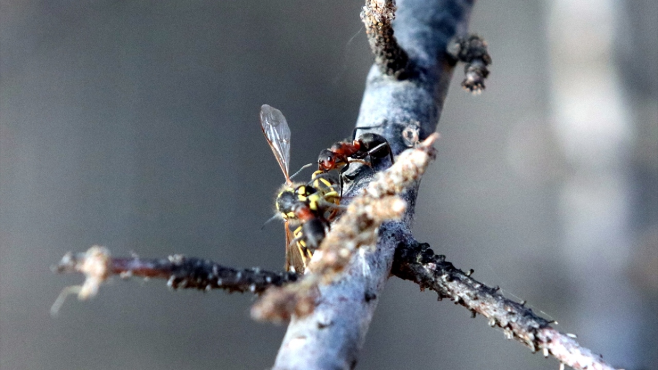 Kırklareli, Edirne ve Tekirdağ`da bulunan yaklaşık 70 karınca kolonisinin yuvası, Doğa Koruma ve Milli Parklar şube müdürlükleri ile Doğal Yaşamı Koruma Vakfınca tel örgüyle çevrilerek koruma altına alındı. 