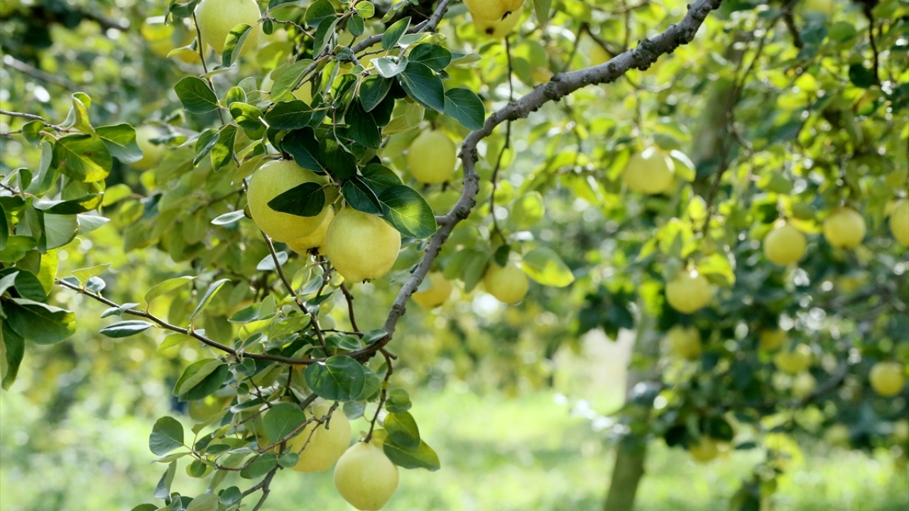 Hem yurt içinden hem de yurt dışından yoğun talep gören Eşme ayvasının 1,5 ay sürecek hasadına başlandı.