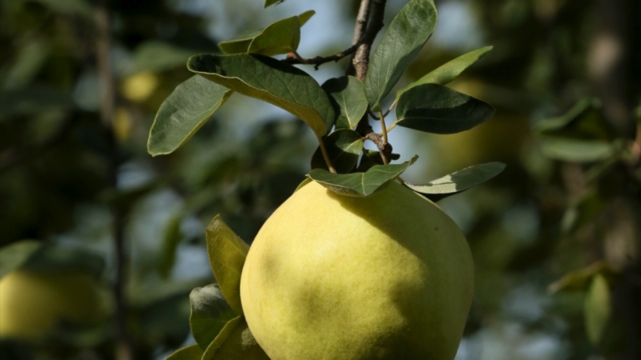 Bahçelerden toplanan ayvalar, aralarında Romanya, Macaristan Rusya Ukrayna, Almanya ve Belçika`nın da bulunduğu 11 ülkeye gönderilecek.