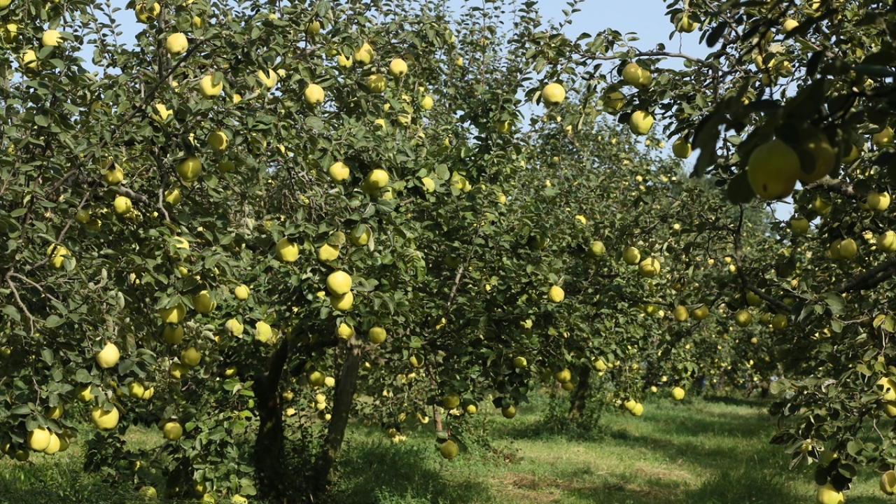 Üreticiler, yüzde 60`ı ihraç edilen, yüzde 40`ı iç piyasada tüketilen Eşme ayvasından yüksek rekolte bekliyor.