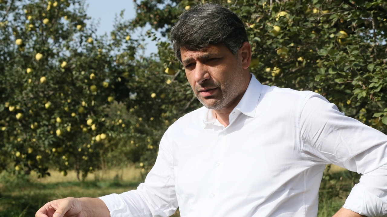 Kartepe Belediye Başkanı Mustafa Kocaman, ayva sezonunu açtıklarını söyledi.