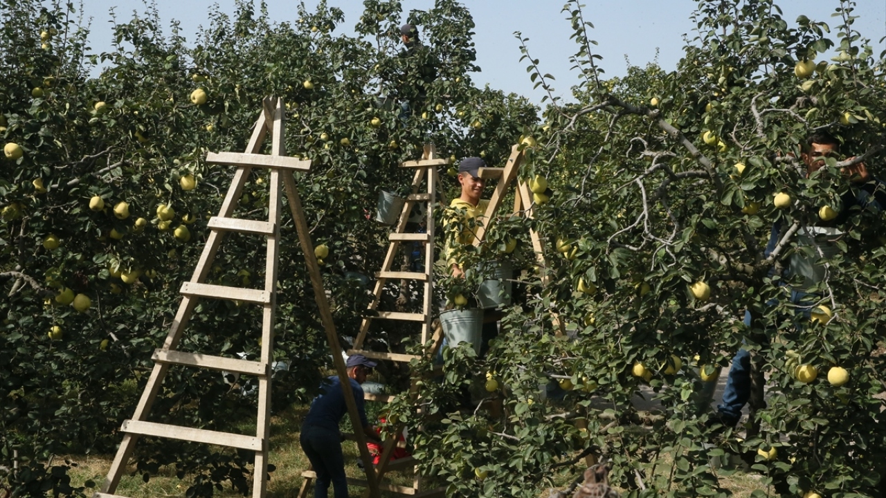 Her yıl düzenlenen ayva festivaline salgın nedeniyle ara verildiğini aktaran Kocaman, Eşme ayvasının tanıtımı ve üretiminin artması için çalışmalara devam edeceklerini kaydetti.