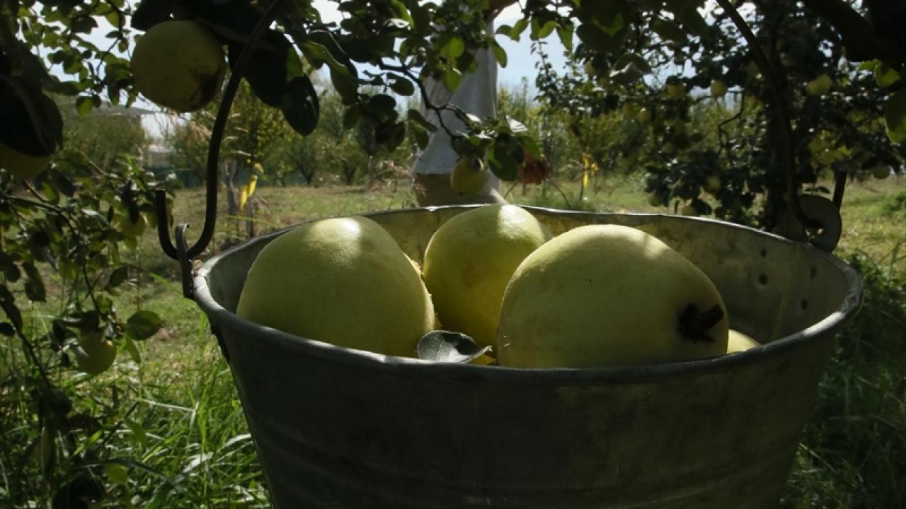 Kocaman, Kartepe`nin hızla geliştiğini ve çok göç aldığını belirterek, buna karşın tarım alanlarını korumak için özel çaba sarf ettiklerini sözlerine ekledi.