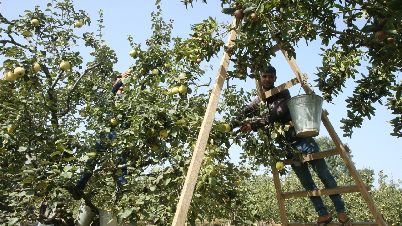 Ayva üreticisi Saniye Tarcan da Eşme ayvasının 11 ülkeye ihraç edildiğini dile getirerek, "Kuraklık nedeniyle biraz zorlandık ama verim güzel, memnunuz. Bu hafta hasada başladık. Hasat 1,5 ay sürüyor." dedi. 