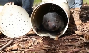 Tazmanya canavarları Avustralya'da doğaya salındı