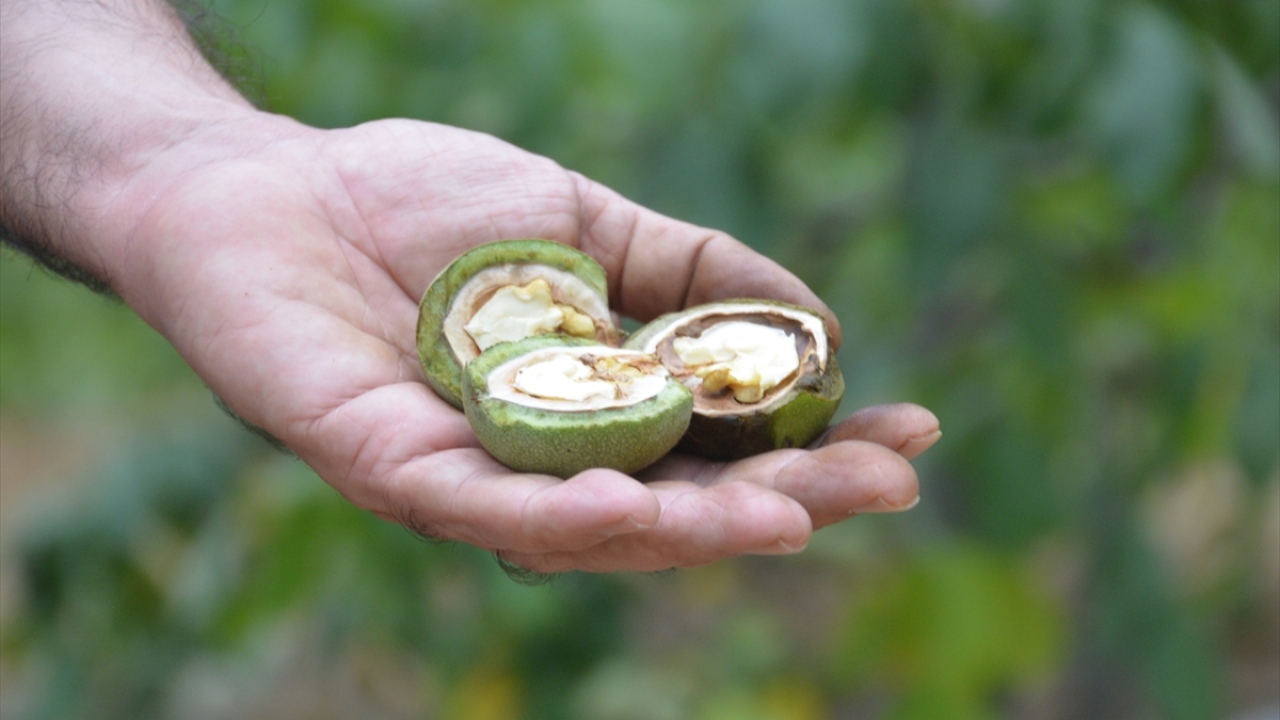 Kahramanmaraş Sütçü İmam Üniversitesi`nde (KSÜ) 4 yıl önce melezleme ıslahıyla elde edilip,  "Diriliş" adıyla tescillenen ceviz türünde ilk hasat yapılırken ürün kalitesi memnuniyet oluşturdu. 