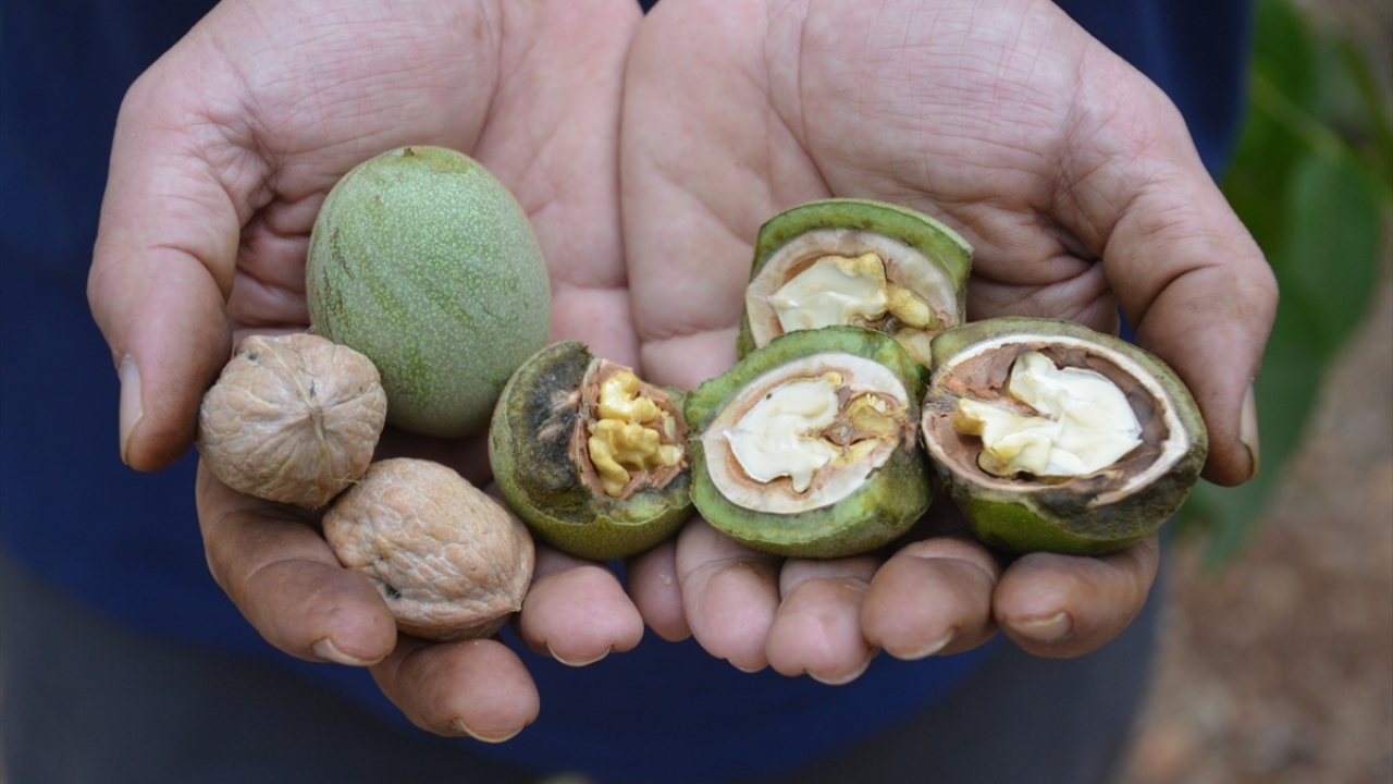 Aradan geçen sürede dikilen fidanların bakımını özenle yaptıklarını aktaran Sütyemez, ilk ürünleri almanın mutluluğunu yaşadıklarını dile getirdi.