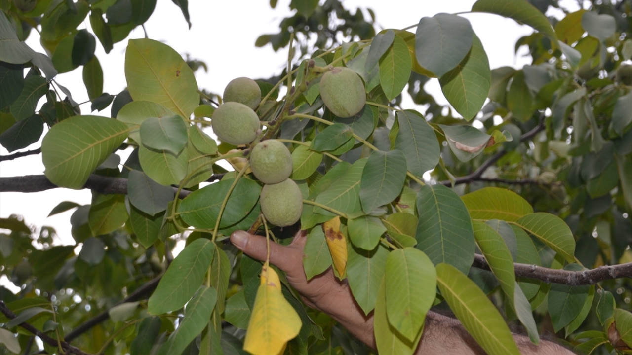 Sütyemez, elde ettikleri çeşidin ceviz yetiştiriciliğine büyük katkı sağlayacağını aktararak, şöyle devam etti: