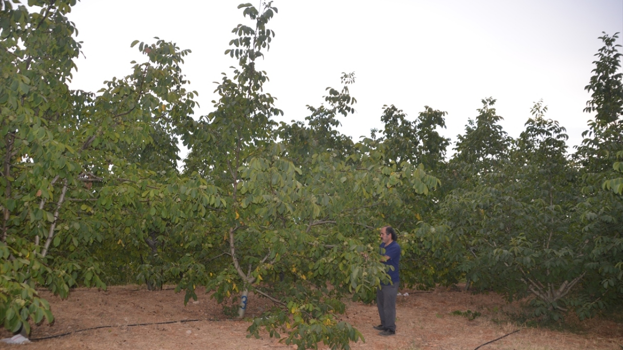 Sütyemez, çeşidin piyasaya sürülmeye hazır hale geldiğini belirterek, üretime yönelik Tarım ve Orman Bakanlığının sertifikasyon sistemine göre altyapıyı kurduklarını aktardı.