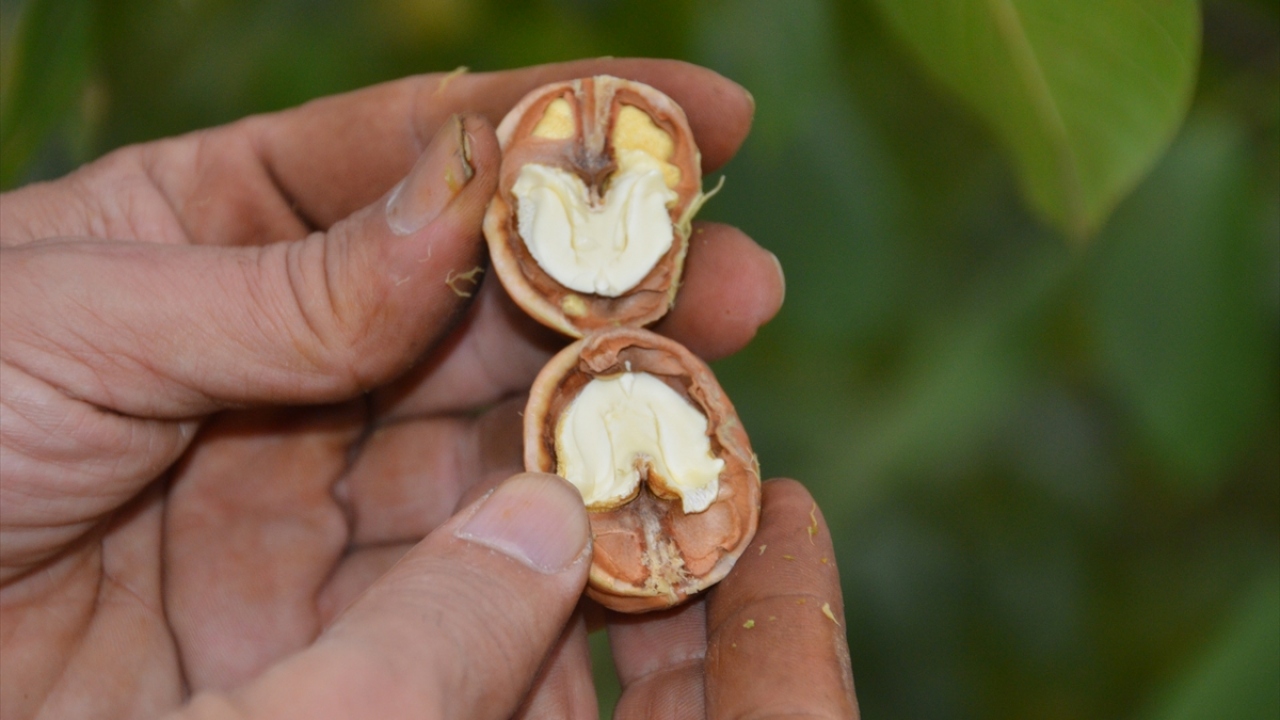 Sütyemez, çalışma döneminde kendilerini destekleyen Türkiye Bilimsel ve Teknolojik Araştırma Kurumuna (TÜBİTAK) da teşekkür ettiğini sözlerine ekledi.