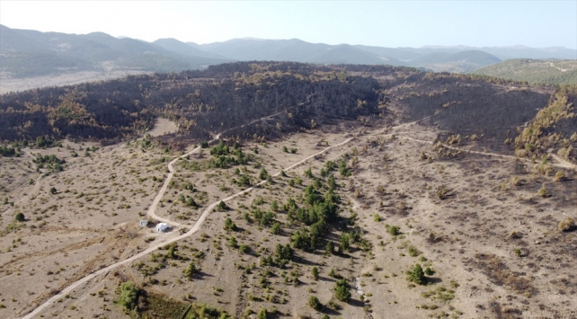 Bolu'da yanan ormanlık alan ağaçlandırılacak