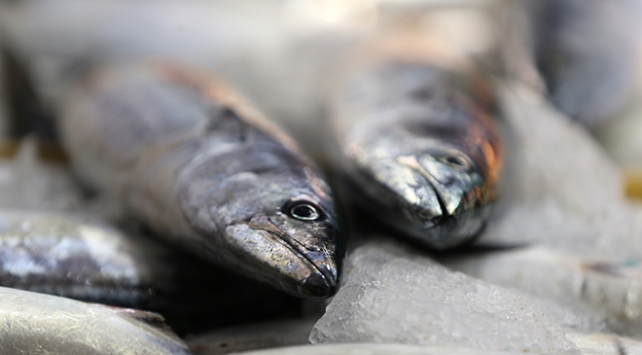 Balık tezgahlarında palamut bereketi sürüyor