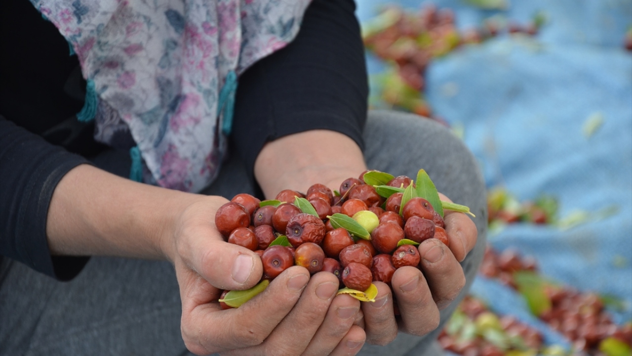 Hasadına başlanan hünnapta bu yıl 220 ton civarında rekolte bekleniyor. 