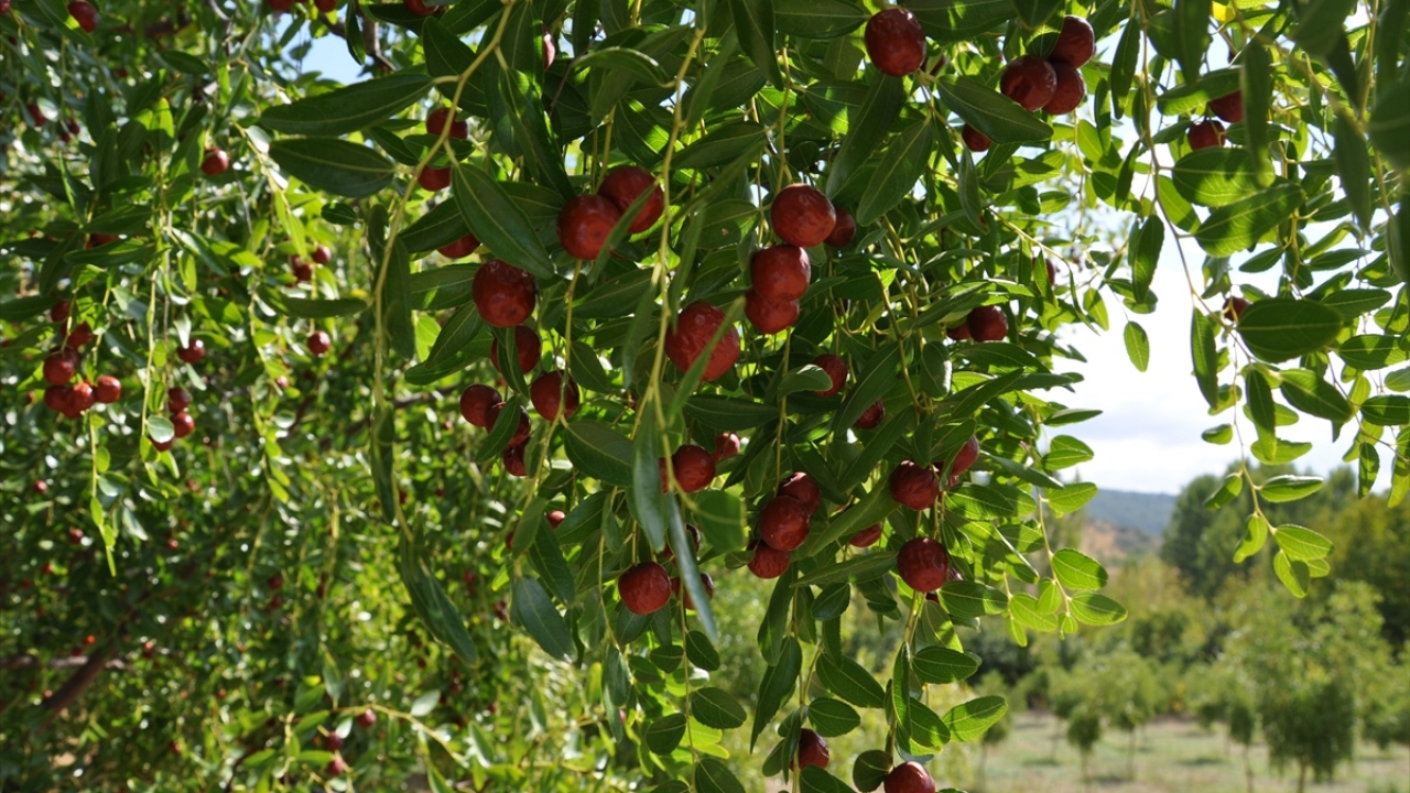 İlçe merkezi başta olmak üzere 20`ye yakın mahallede üretimi yapılan hünnap meyvesi, bölge halkının önemli geçim kaynakları arasında bulunuyor.