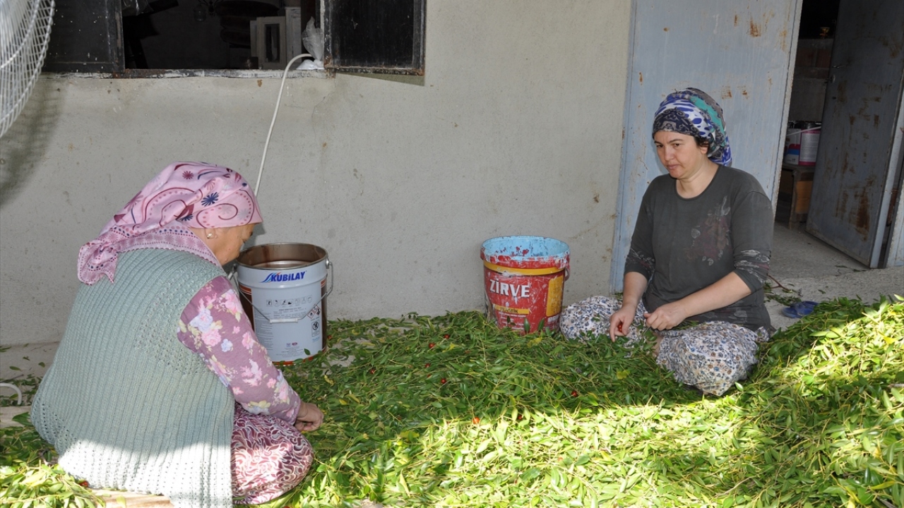 Demirci Ziraat Odası Başkanlığınca ağustosta "Demirci Hünnabı" olarak coğrafi işareti alınan meyve, başta İstanbul olmak üzere birçok şehre gönderiliyor.