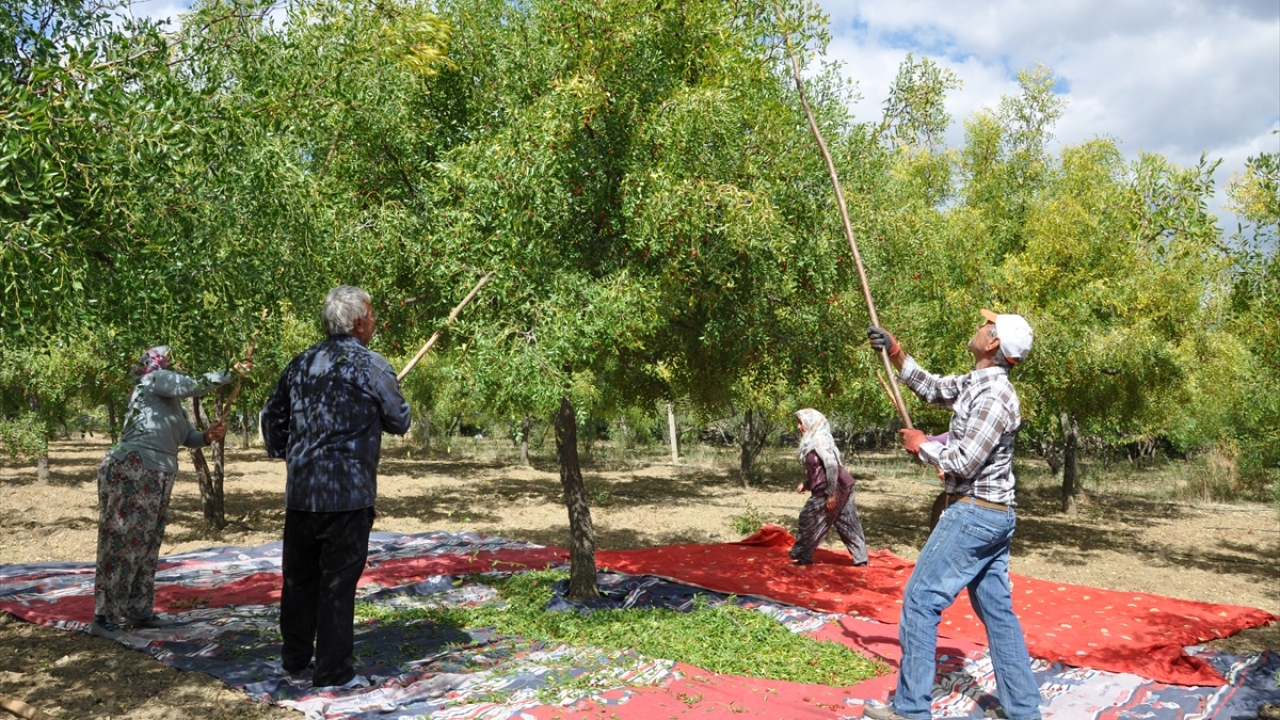 Bölgedeki hünnap hasadı ekim sonuna kadar devam ediyor.
