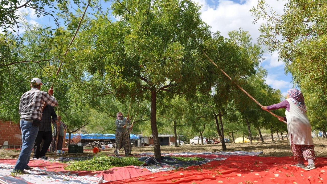 Üreticiler sabahın erken saatlerinde sırıklarla, ağaç altına serdikleri naylonlara hünnap meyvelerini silkeleyerek topluyor.