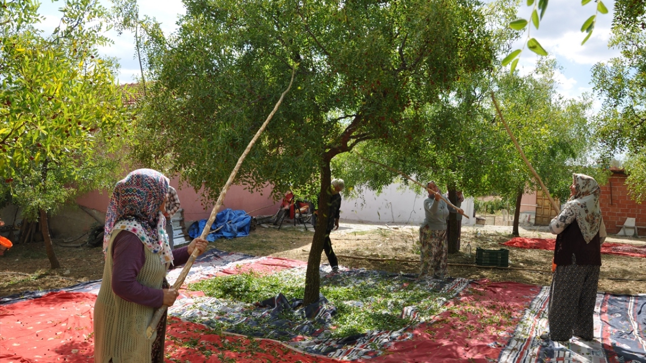Yapraklarından ayrılan meyve daha sonra kurutulmak üzere güneşe seriliyor.