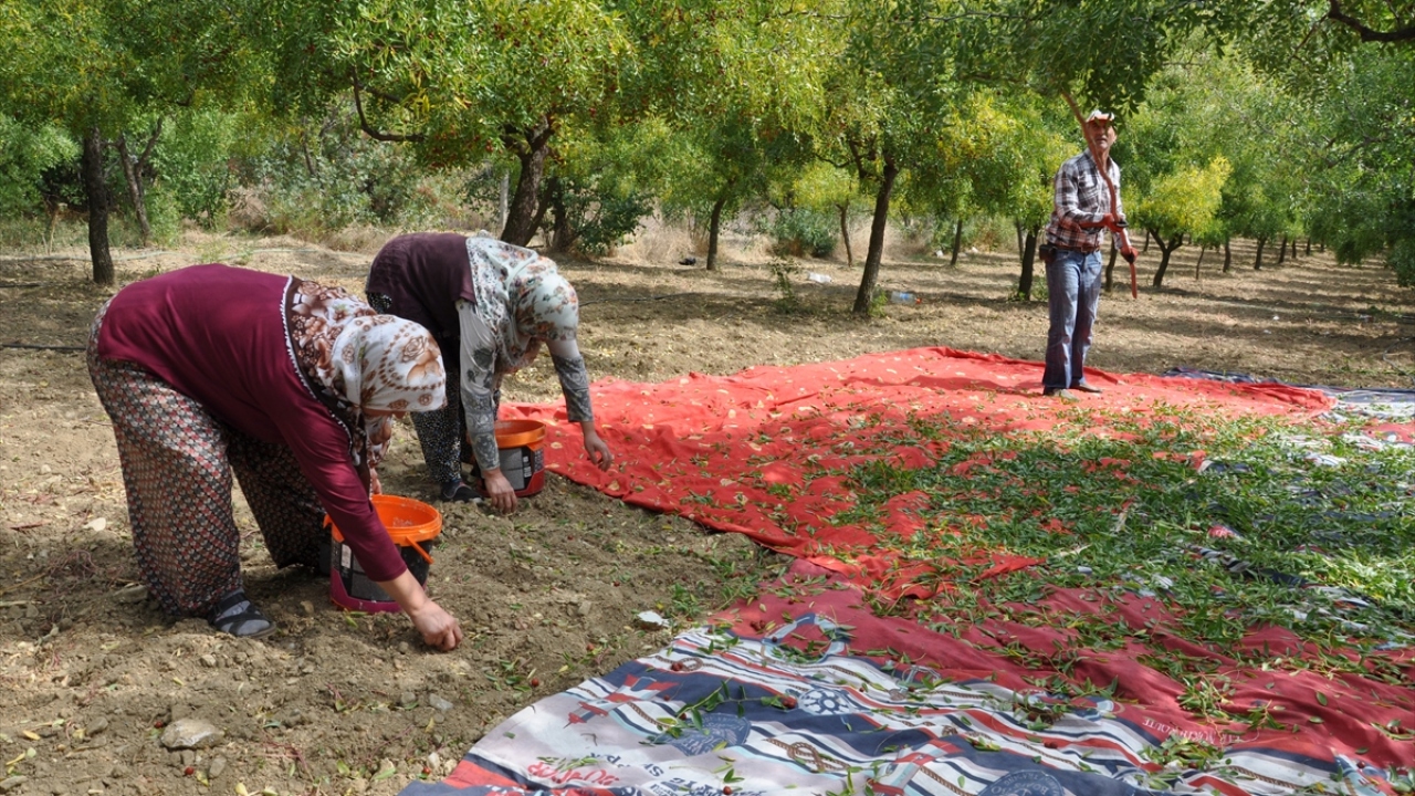 Hünnap bu yıl tüccarlara kilogramı 20 liradan satılıyor.