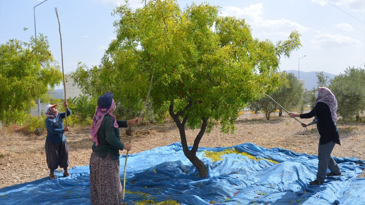 Demirci Tarım ve Orman Müdürü İslam Köse, hünnap meyvesinin bölgenin önemli geçim kaynakları arasında bulunduğunu söyledi.