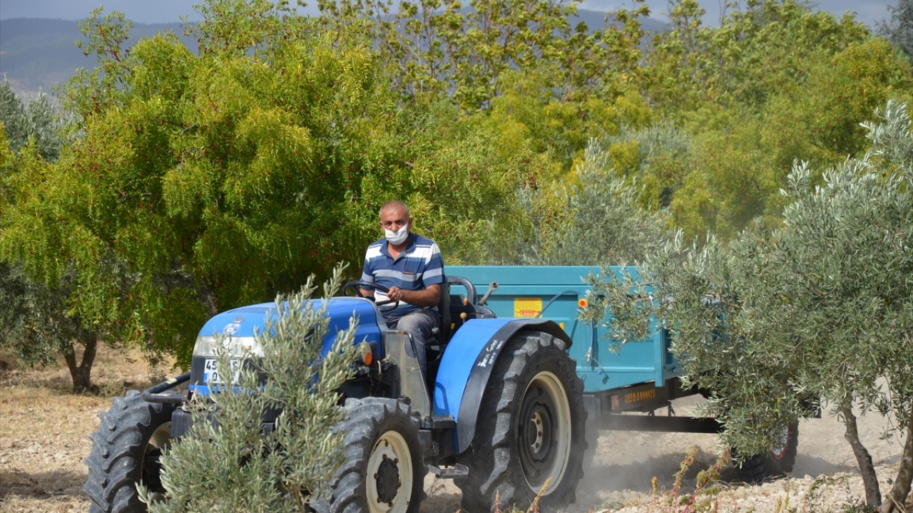Üretici Osman Söylenç ise bu yıl 4 ton hünnap hasat etmeyi beklediğini dile getirdi. 