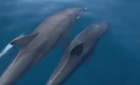 Turistlerin tekne gezisine yunuslar da eşlik etti