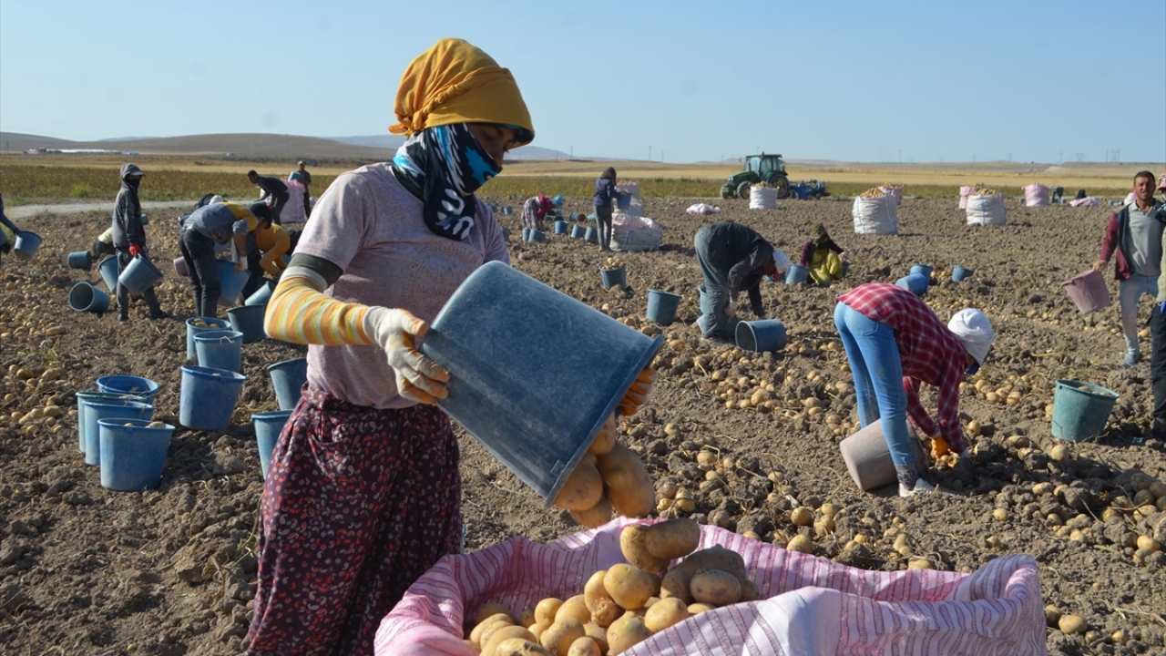 Geçen yıl 18 bin 420 dekarda 61 bin 370 ton patates alınan ilçede, bu yıl 20 bin dekar ekili alandan yaklaşık 80 bin ton ürün hasat edilmesi hedefleniyor.