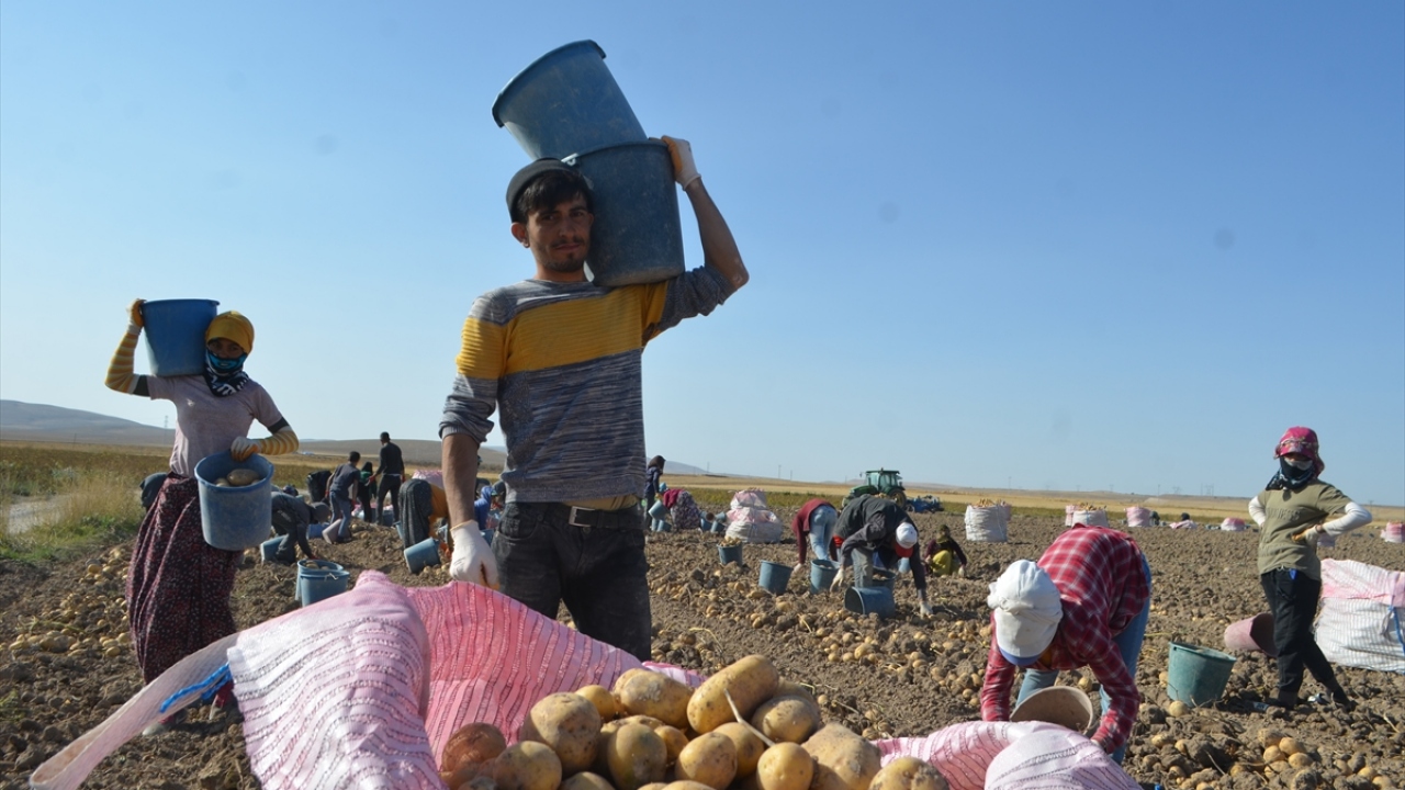 Yetişkinler için geçim kaynağı, çocuklar için oyun alanı olan patates tarlalarının zorluğunu ise en çok kadınlar yaşıyor.
