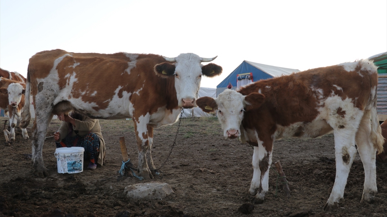 Kadınlara yardımcı olan erkekler de sağım işlemlerinin ardından taşların üzerine döktükleri tuzu yedirip bakımlarını yaptıkları hayvanlarını yayladaki meralara götürüp otlatıyor.