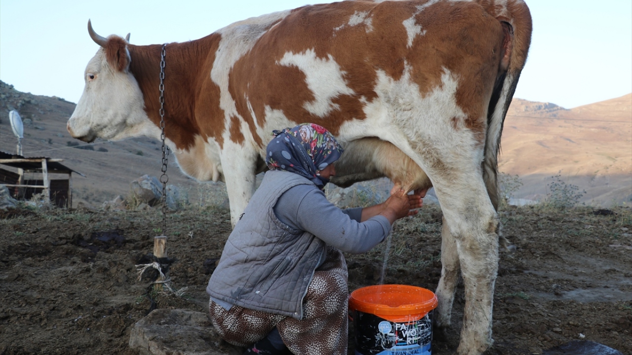 Hatice Pelik ise yaylaya 5 aile olarak geldiklerini, kendilerinden başka bu mevsimde yaylalarda göçer kalmadığını ve herkesin memleketine gittiğini belirtti. 