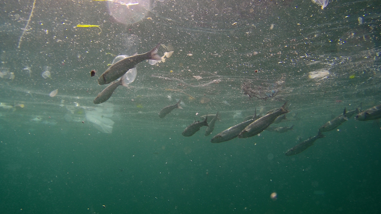 Öte yandan balıkların onlarca çöp içerisindeki yaşama tutunma mücadelesi de kameraya yansıdı. 