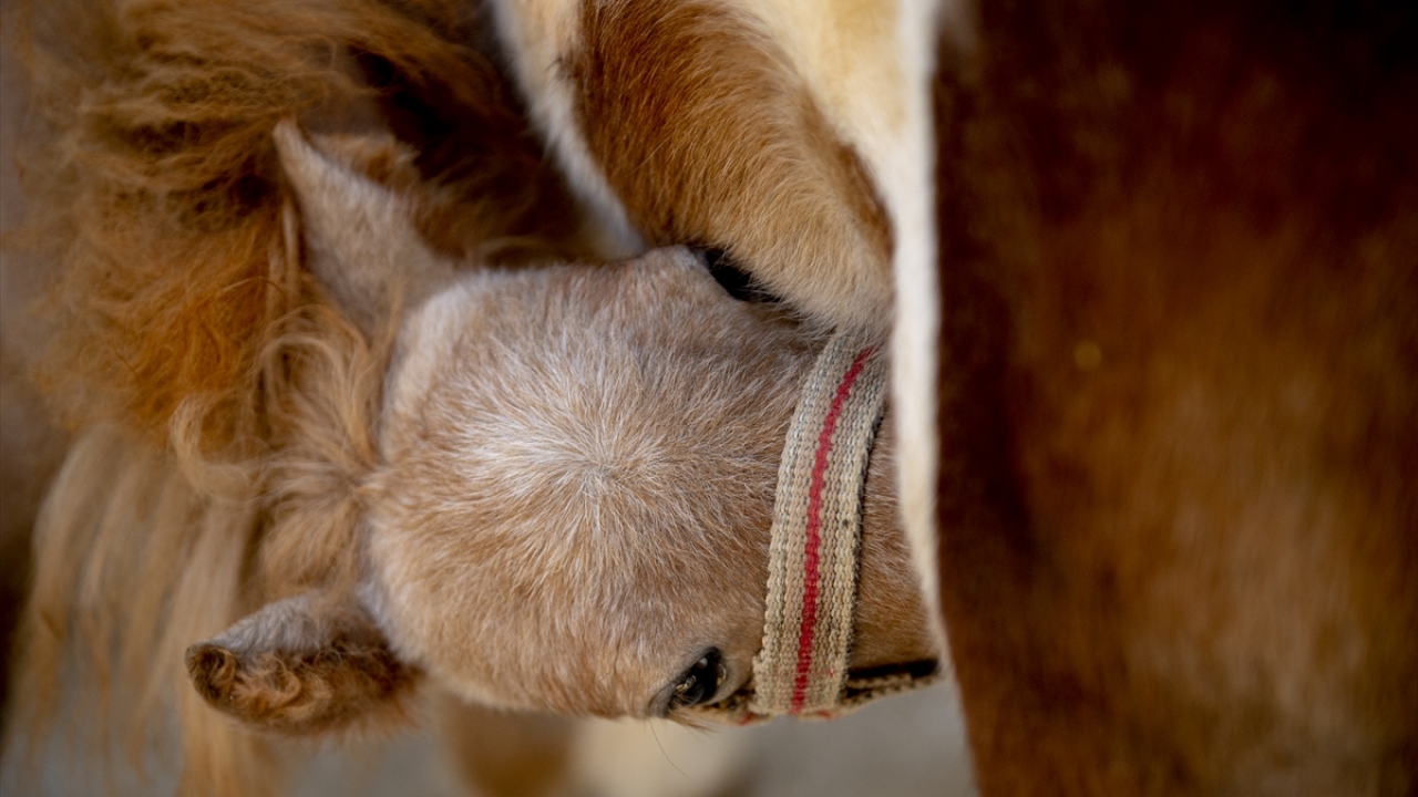 Kepez Tarım ve Orman İlçe Müdürlüğünden gelen veteriner hekimler, yaklaşık 300 eşeğin bulunduğu çiftlikte hayvanları sağlık kontrolünden geçirdi.