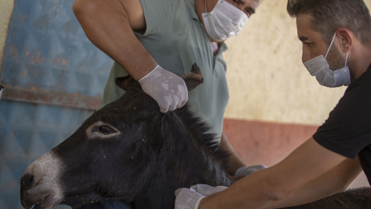 Özel cihazlar yardımıyla mikroçipler, eşeğin boynuna deri altlarına yerleştirildi. 