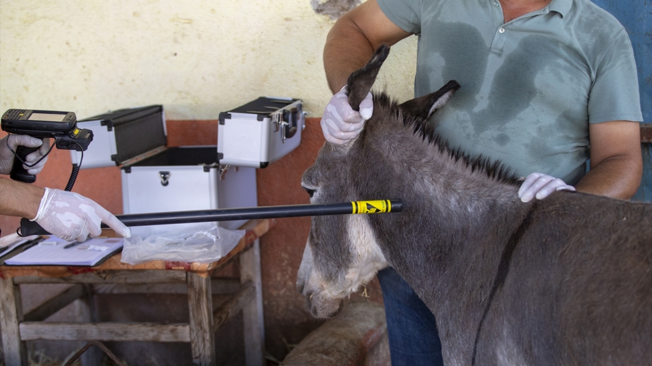 Her eşek için fotoğrafının, varsa isminin, cinsiyetinin, doğum yılının, geçirdiği hastalıkların ve çiftlik sahibinin adının yer aldığı kimlik kartları dolduruldu.