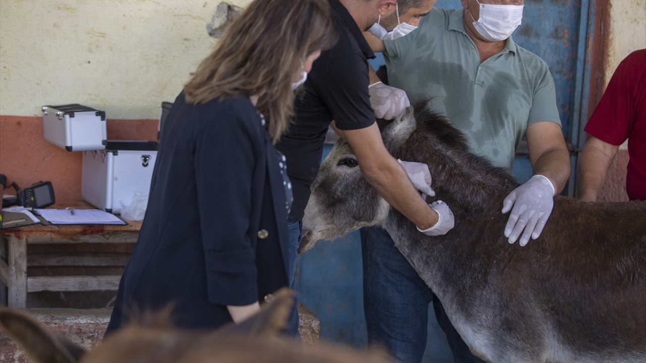 Yeni mikroçip uygulaması sayesinde artık tek tırnaklı hayvanlar, bakanlığın veri tabanı sayesinde kontrol altına alınabilecek.