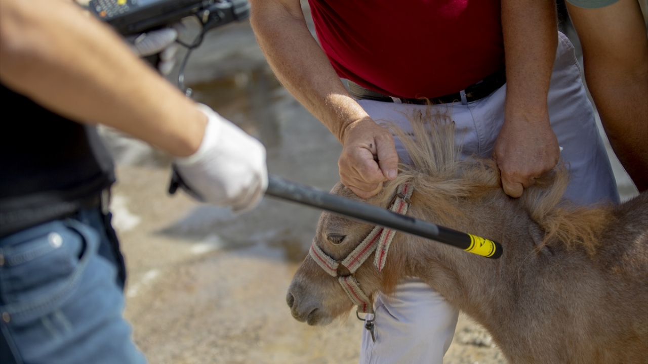 Kepez Tarım ve Orman Müdürü Bilge Gözen, gazetecilere, çiftlikte mikroçip uygulamasına başladıklarını söyledi.